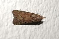 Aphomia sociella