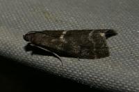 Apomyelois bistriatella