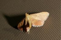 Endotricha flammealis
