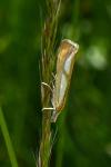 Catoptria conchella