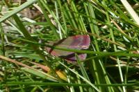 Phytometra viridaria