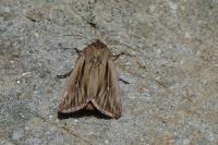 Leucania comma