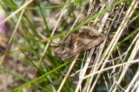 Autographa gamma