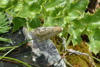 Pempeliella ornatella