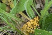 Pseudopanthera macularia