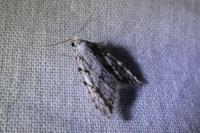 Nola cicatricalis