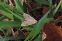 Rivula sericealis