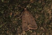 Amphipyra tragopoginis