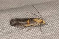 Oxybia transversella