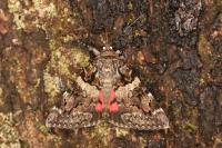 Catocala coniuncta