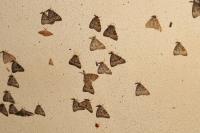 Lymantria dispar