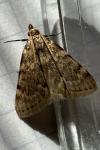 Aglossa pinguinalis