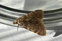 Aglossa pinguinalis
