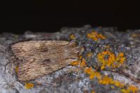 Lithophane socia