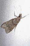Eudonia angustea