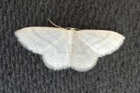 Idaea subsericeata