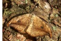 Drepana falcataria