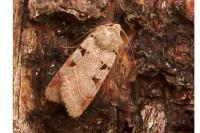Eugnorisma glareosa