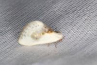 Cilix glaucata