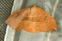 Watsonalla uncinula