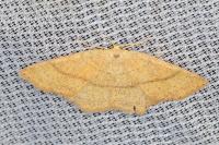 Cyclophora ruficiliaria
