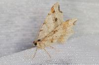 Macaria alternata