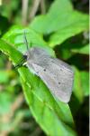Diaphora mendica