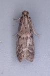 Ephestia woodiella