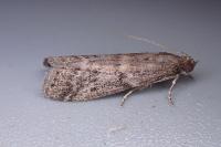 Ephestia woodiella