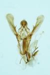Ephestia woodiella