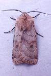 Agrotis cinerea