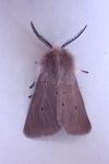 Diaphora mendica