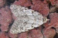 Nola cicatricalis