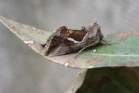 Macdunnoughia confusa