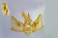 Eupithecia pusillata