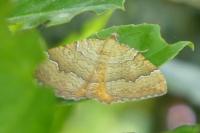 Camptogramma bilineata