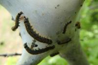 Malacosoma neustria