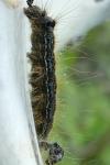Malacosoma neustria