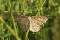 Scopula immorata