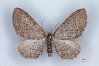 Horisme aemulata