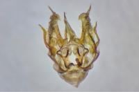 Horisme aemulata