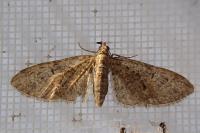 Eupithecia abbreviata