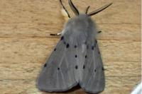Diaphora mendica