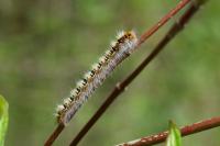 Lasiocampa quercus quercus