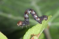 Erannis defoliaria