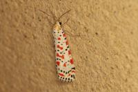 Utetheisa pulchella
