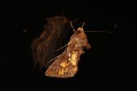 Chrysodeixis chalcites