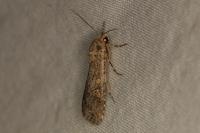 Spodoptera exigua