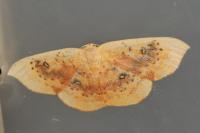 Cyclophora lennigiaria