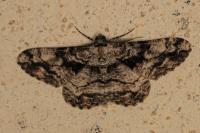 Peribatodes umbraria umbraria